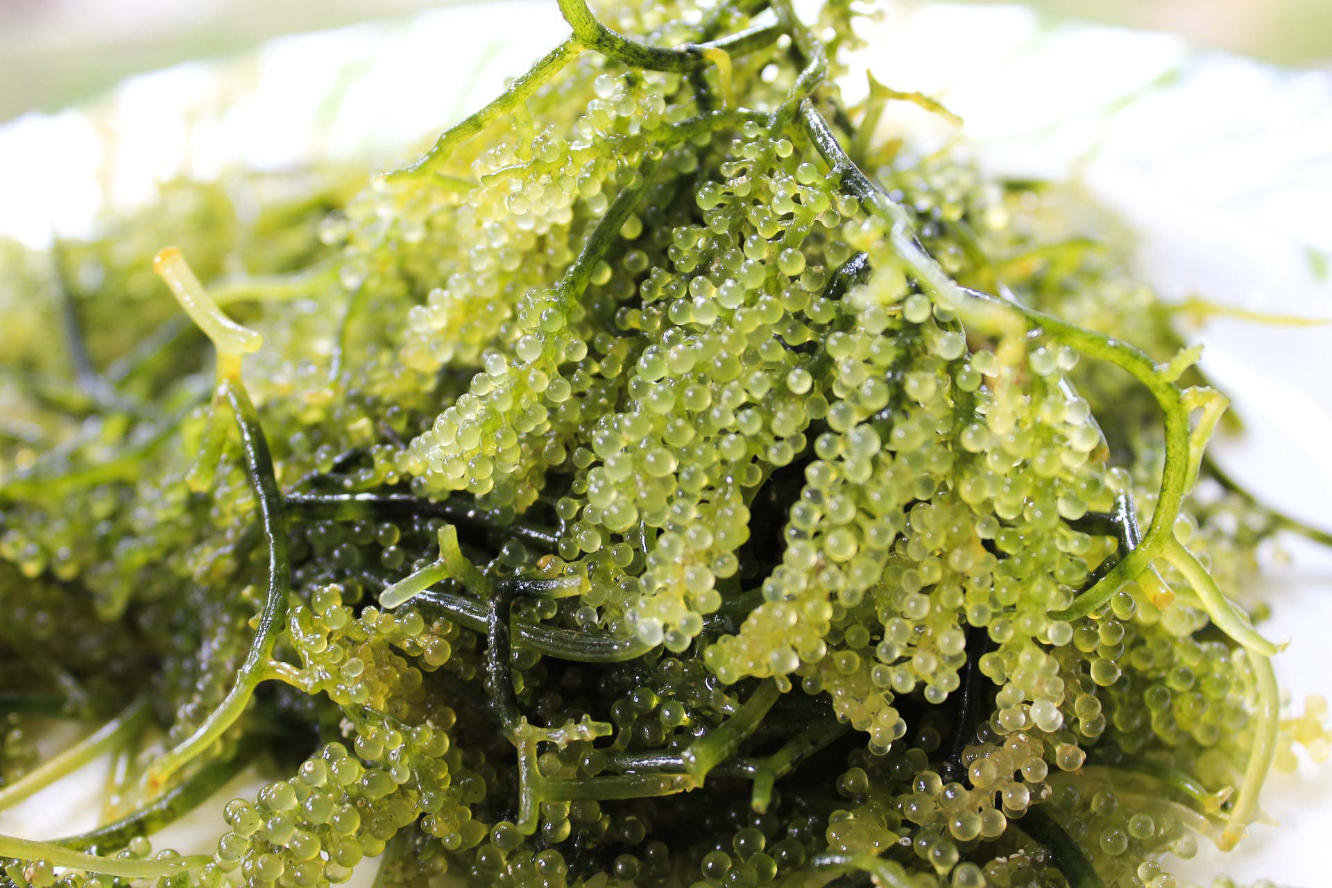 Green Caviar ingredient used by Kinohimitsu