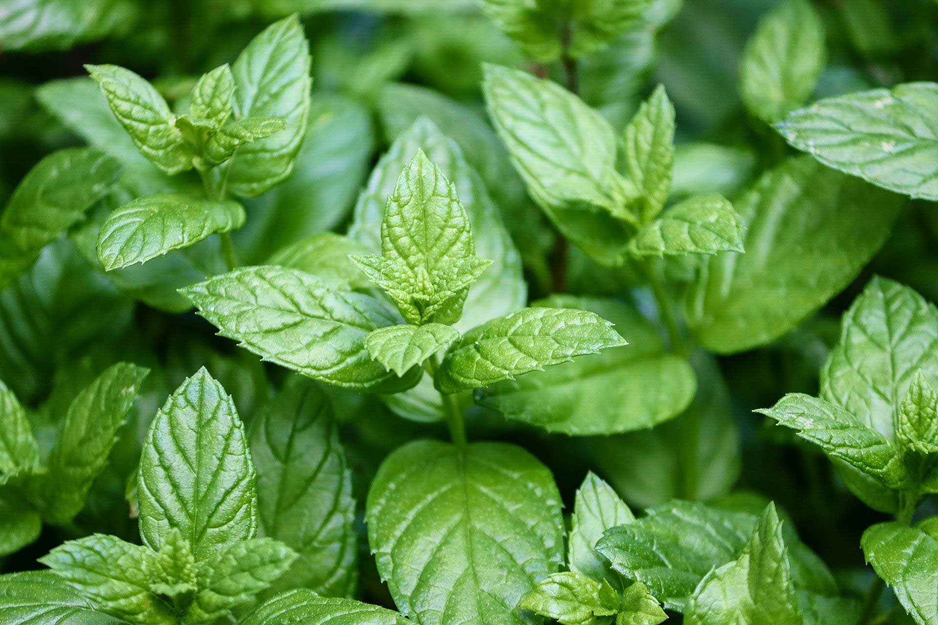 Peppermint ingredient used by Kinohimitsu